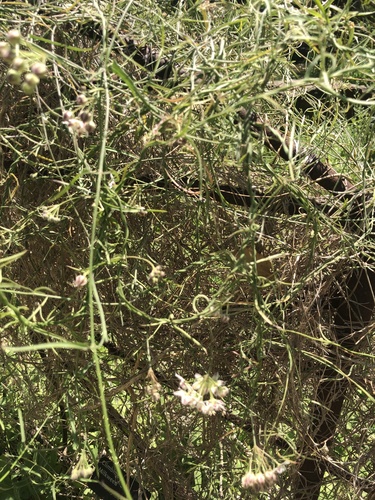 photo of Hartweg's Climbing Milkweed (Funastrum heterophyllum)