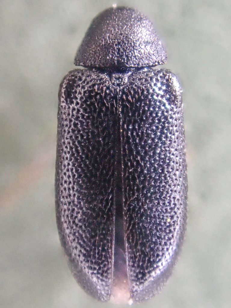 Semijulistus ater
