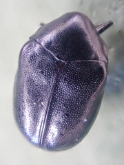 Orphilus subnitidus