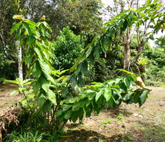 Costus guanaiensis
