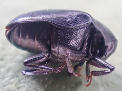 Orphilus subnitidus