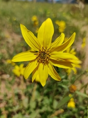 Engelmannia peristenia