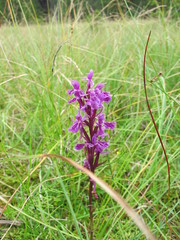 Dactylorhiza maculata