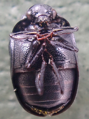 Orphilus subnitidus
