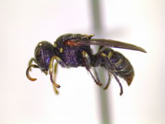 Oxybelus emarginatus