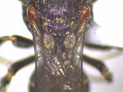 Oxybelus emarginatus