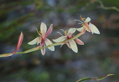 Hesperantha radiata