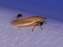 Prairiana