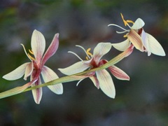 Hesperantha radiata
