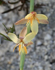 Hesperantha radiata