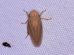 Prairiana
