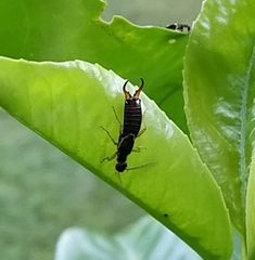 Forficula auricularia