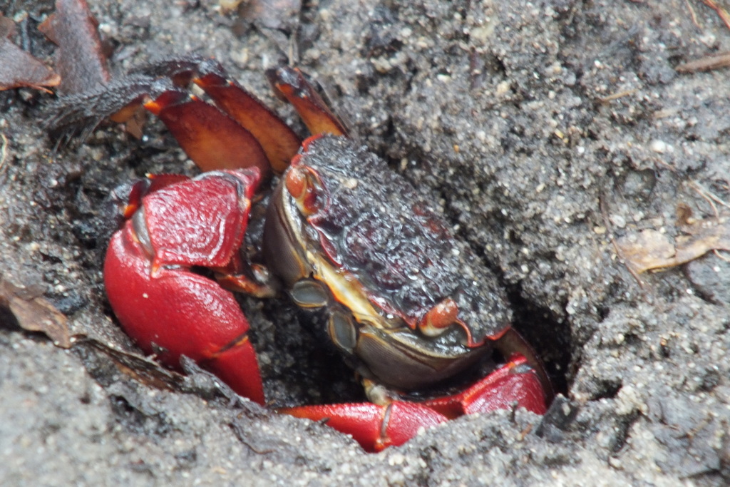 Fourmanoir's Mangrove Crab