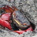 Fourmanoir's Mangrove Crab - Photo (c) coenobita, some rights reserved (CC BY), uploaded by coenobita