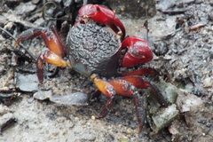 Neosarmatium fourmanoiri