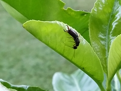 Forficula auricularia