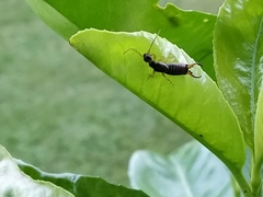 Forficula auricularia