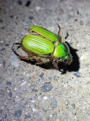 Chrysina lecontei