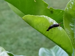 Forficula auricularia