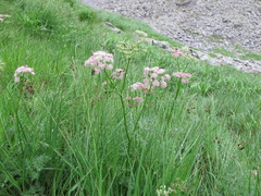 Mutellina purpurea