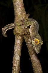 Uroplatus