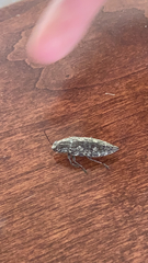 Texania campestris