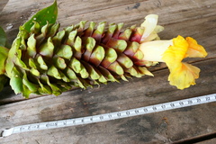 Costus guanaiensis