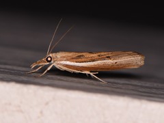 Fissicrambus profanellus