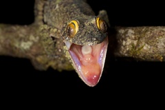 Uroplatus