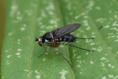 Ethiromyia violacea
