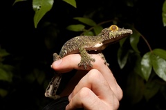 Uroplatus