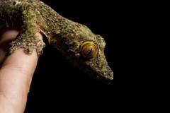 Uroplatus