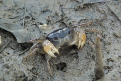 Pseudohelice subquadrata