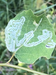 Phyllocnistis labyrinthella