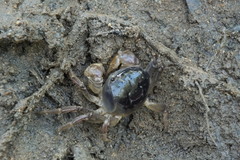 Pseudohelice subquadrata