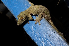 Uroplatus