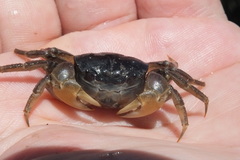 Pseudohelice subquadrata