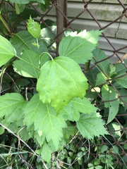 Magnoliopsida