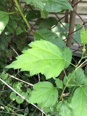 Magnoliopsida