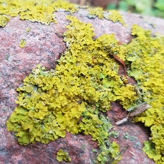 Xanthoria parietina