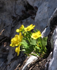 Ranunculus hybridus