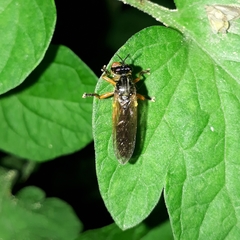 Dioctria cothurnata