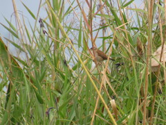 Cistothorus palustris