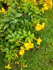 Allamanda cathartica