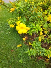 Allamanda cathartica