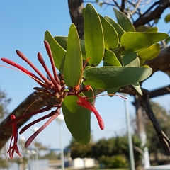 Psittacanthus cordatus