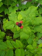 Rubus occidentalis