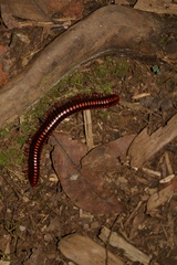 Aphistogoniulus cowani