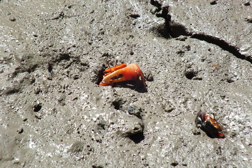 Tubuca flammula