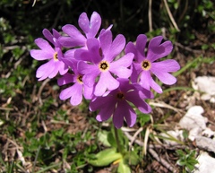 Primula halleri